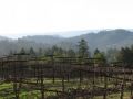 Santa Cruz Mountain Wineries: A World Apart