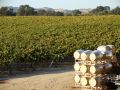 California Dreaming: The Winery Estates of Paso Robles