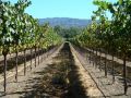 The Many Faces of Mendocino: Part Three – Ukiah & the North
