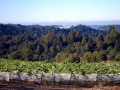 Preserving a Sense of Place with Pinot Noir