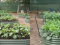 Survival and Sustainable Garden to Table