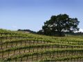California Bordeaux Part 2: Paso Robles