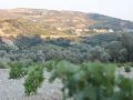 It’s All Greek To Me: The Wines of Crete
