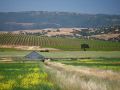 California Bordeaux Part 8: the Livermore Valley