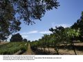 Paso Robles Named Wine Region of the Year By Wine Enthusiast