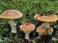 Alaskan Forest Floors Sprout Array of Interesting Mushrooms