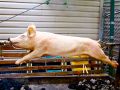 How to Roast a Pig on a Spit