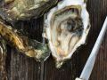 Drake’s Bay Oyster Controversy