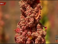 The Quinoa Effect On Bolivia’s Farmers