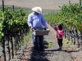 Latino Winemakers Rise in California, Through the Ranks