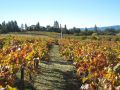 Winery of the Week: Howell Mountain Vineyards – Napa Valley