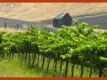 Winery of the Week: Hunt Cellars – Paso Robles