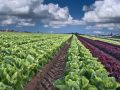California May be Source of Latest Romaine Lettuce Outbreak