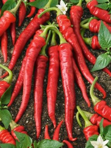 Cayenne_Long_Red_Pepper