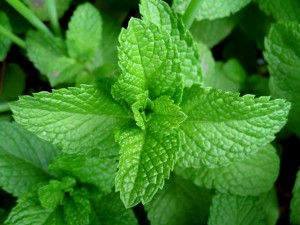 benefits-of-peppermint