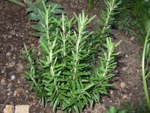 rosemary-herb