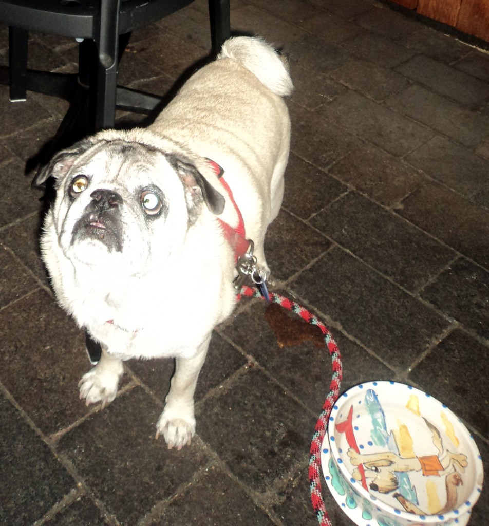 Hank the Pug at The Patio