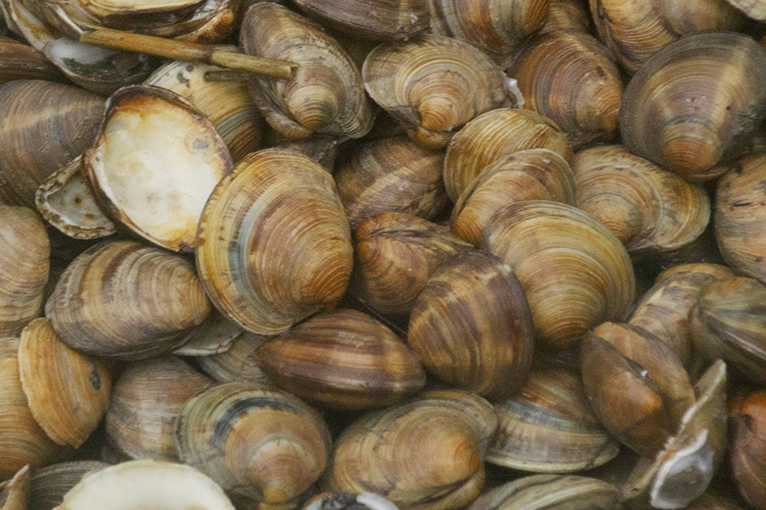 clams, andrew zimmern clam chowder