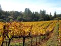 Cedarville Vineyard: From Silicon Valley to the Sierras